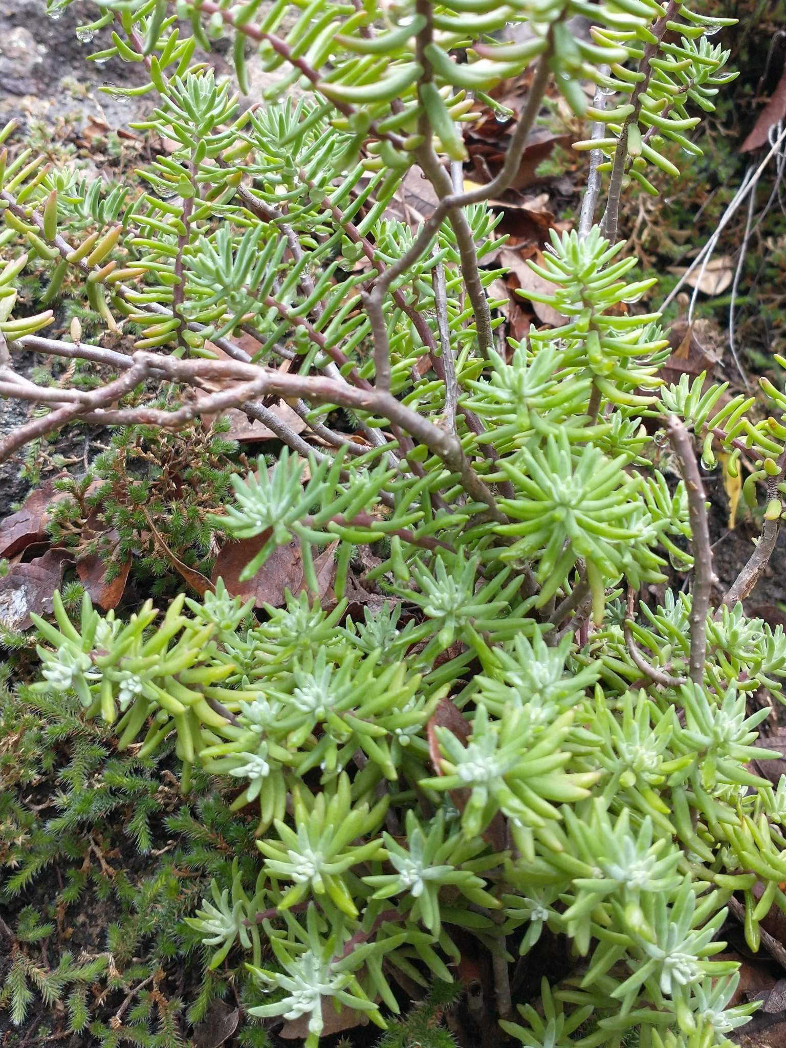 Sedum griseum